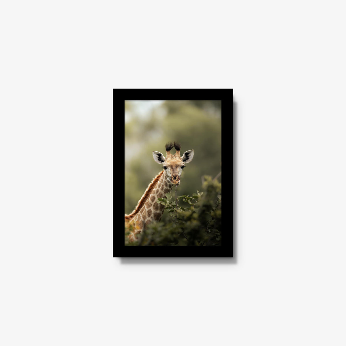 Young Giraffe