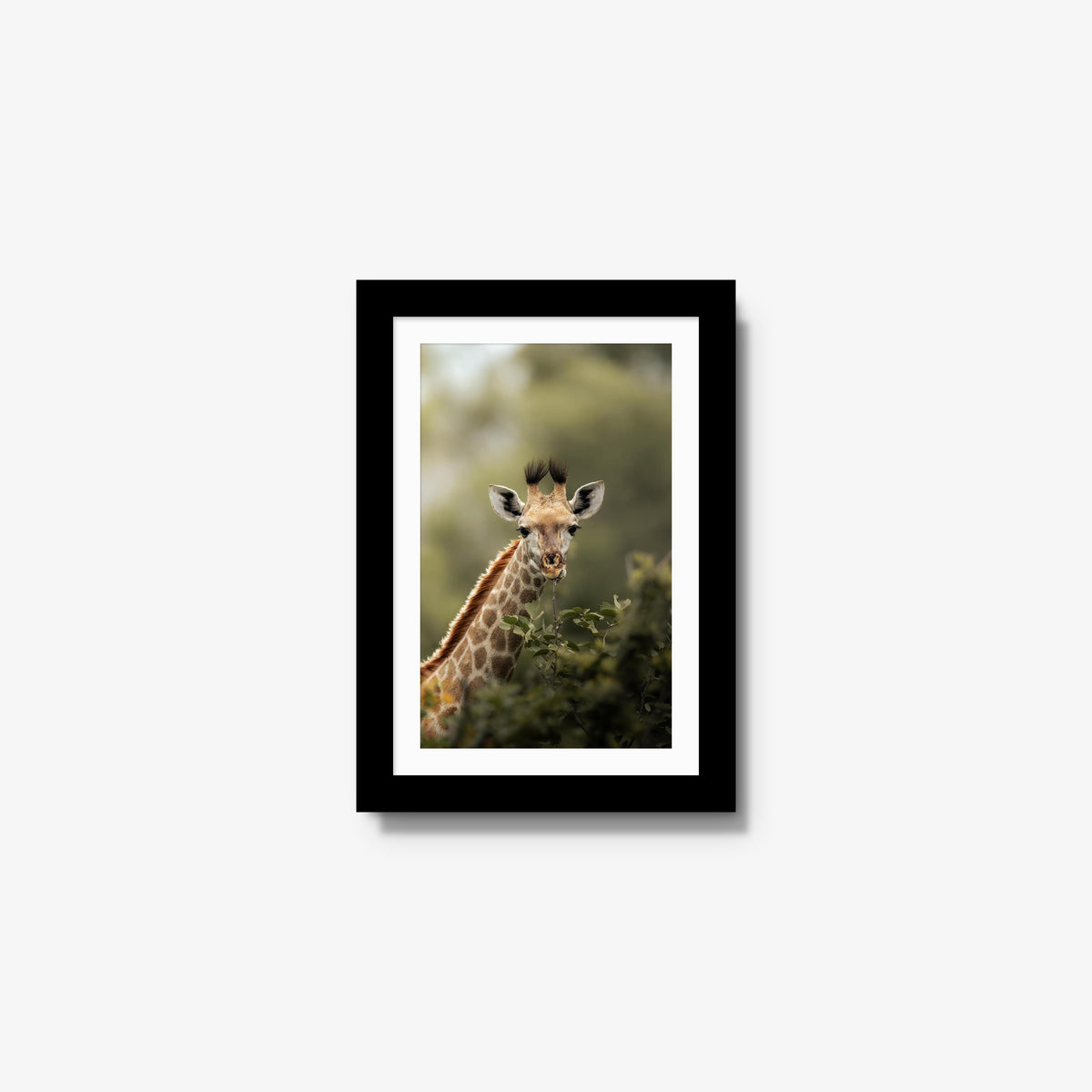 Young Giraffe