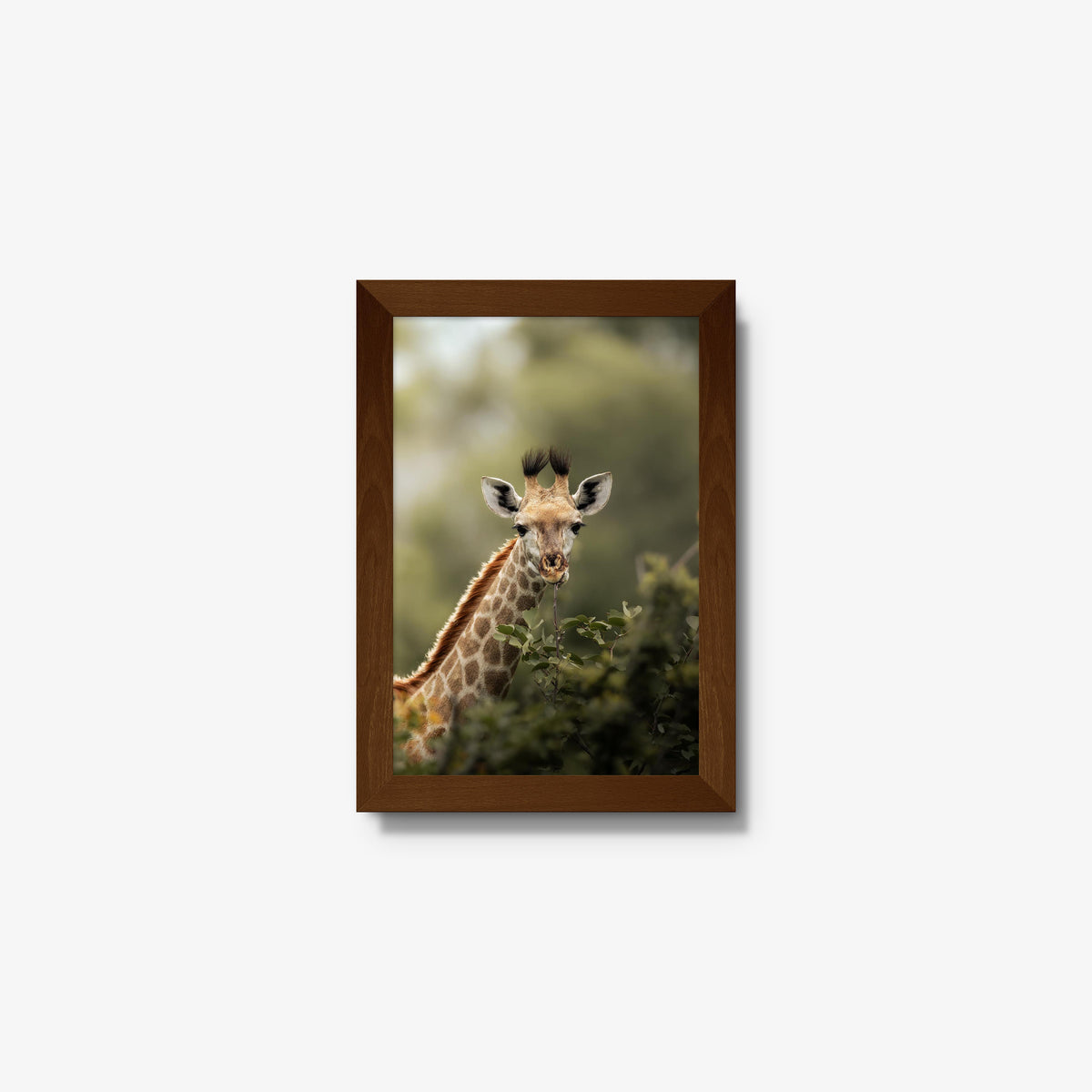 Young Giraffe
