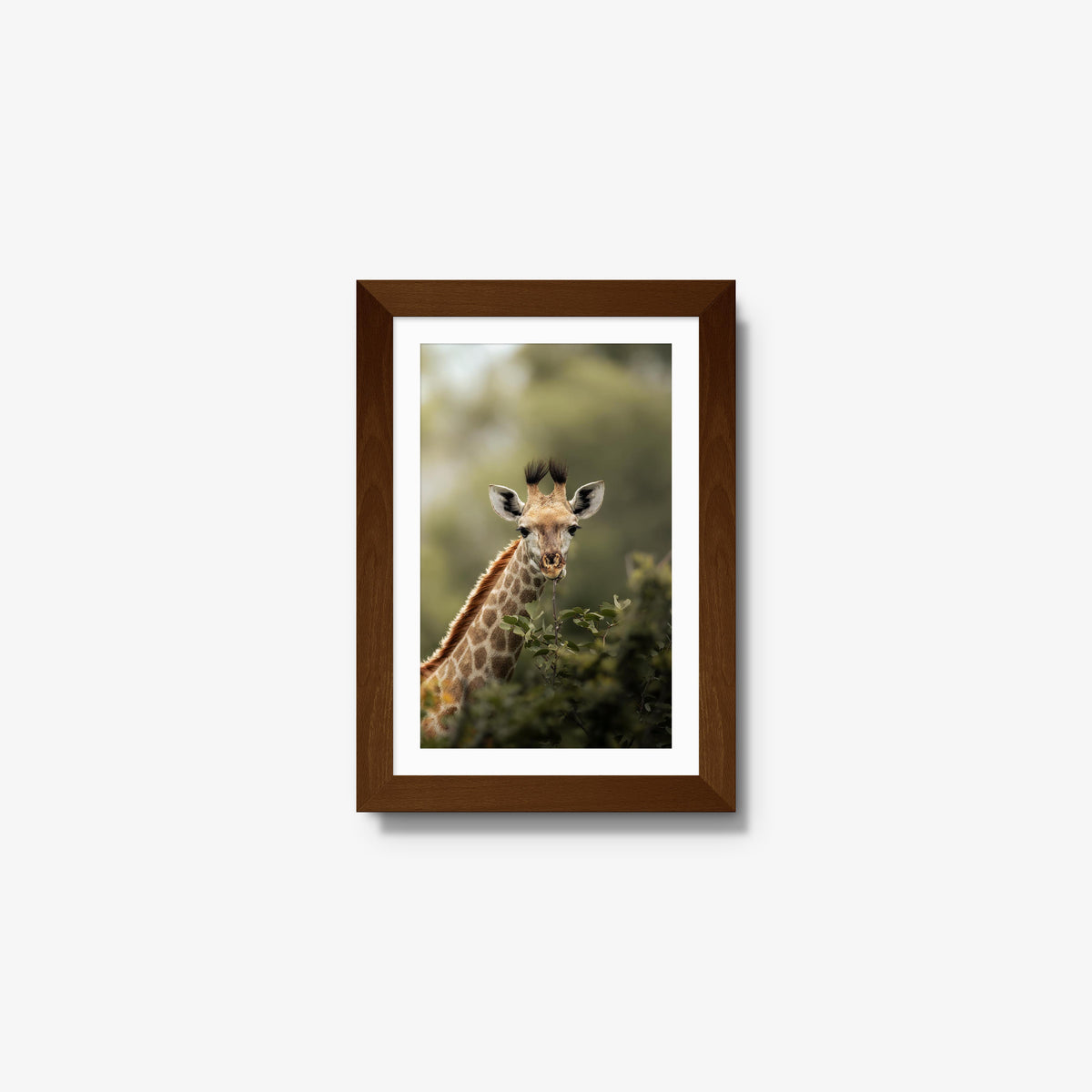 Young Giraffe