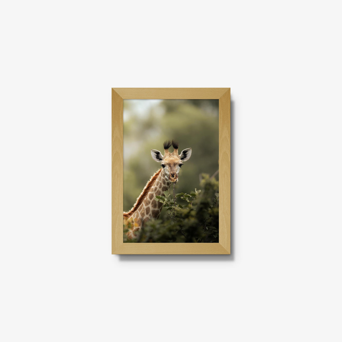 Young Giraffe