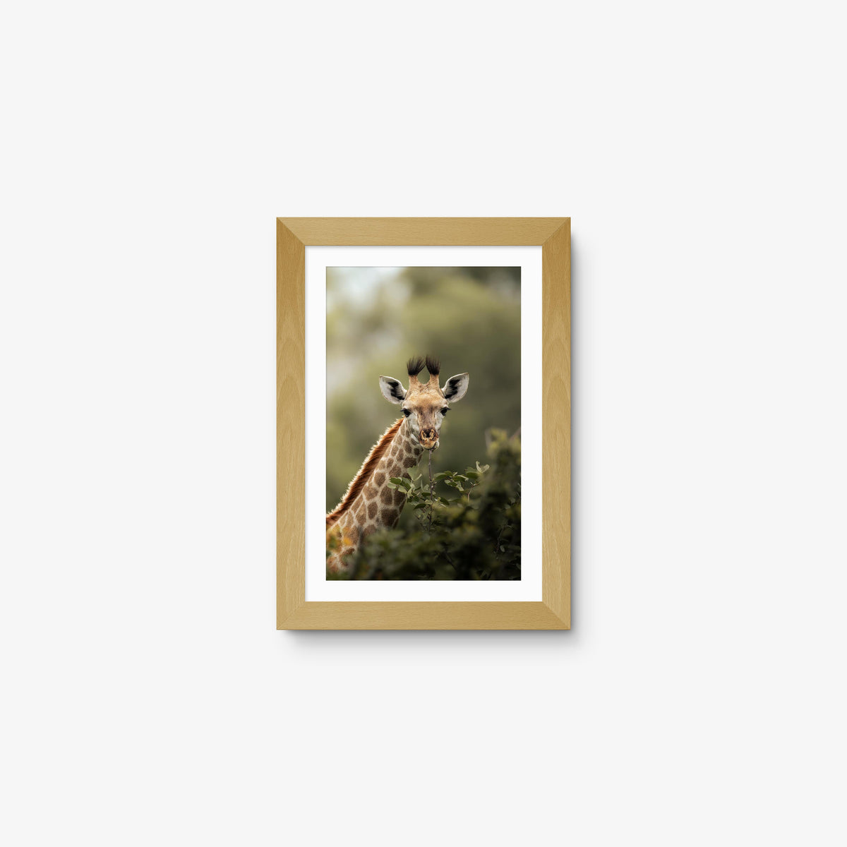 Young Giraffe