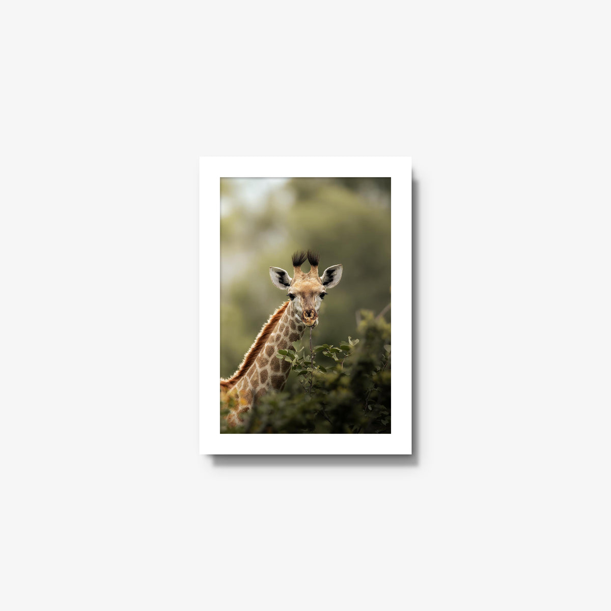 Young Giraffe