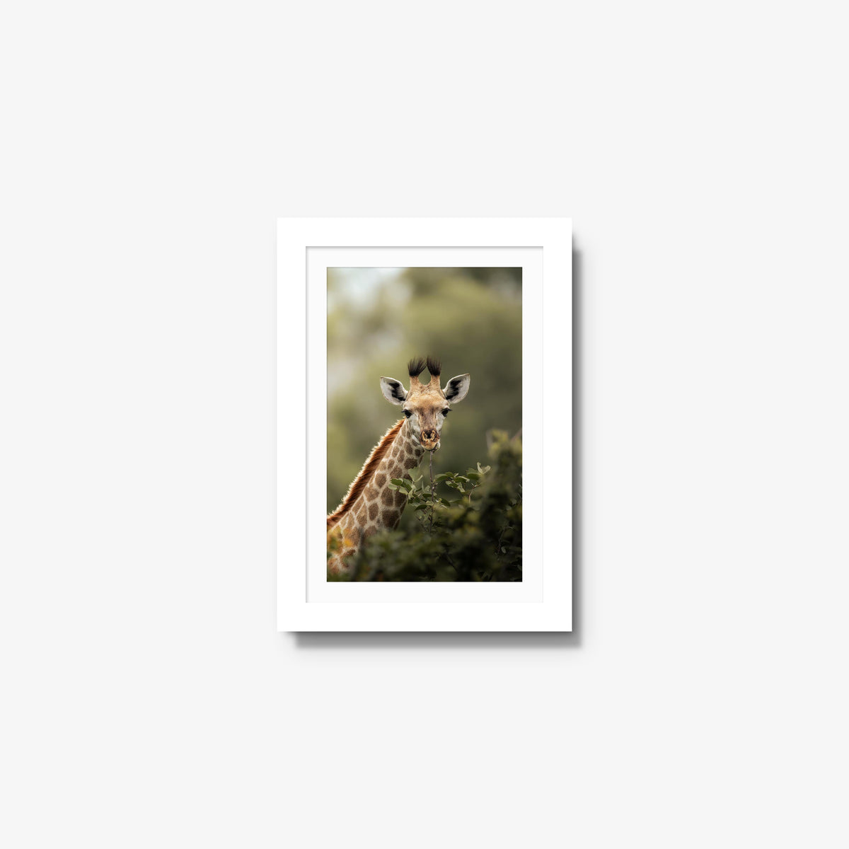 Young Giraffe