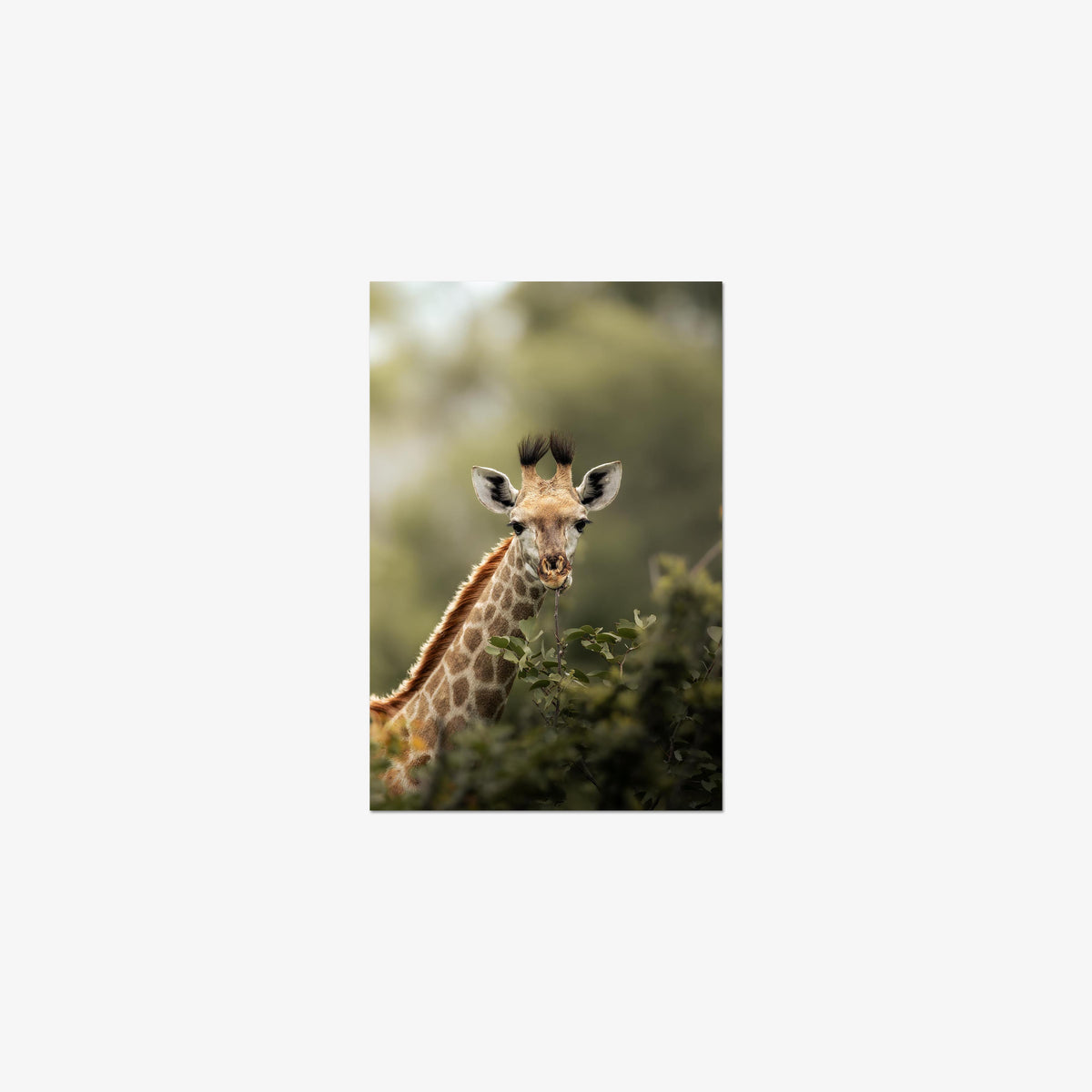 Young Giraffe