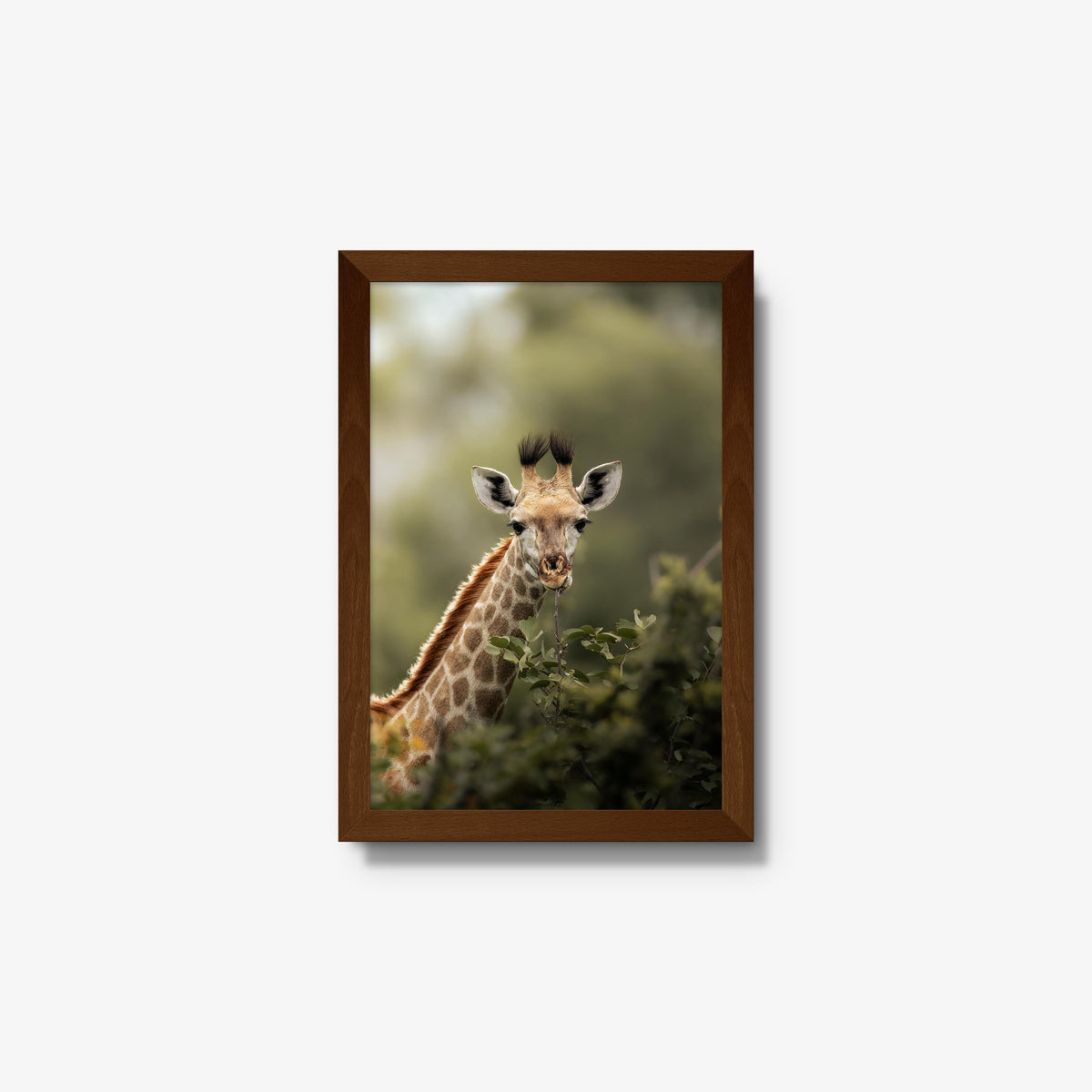 Young Giraffe