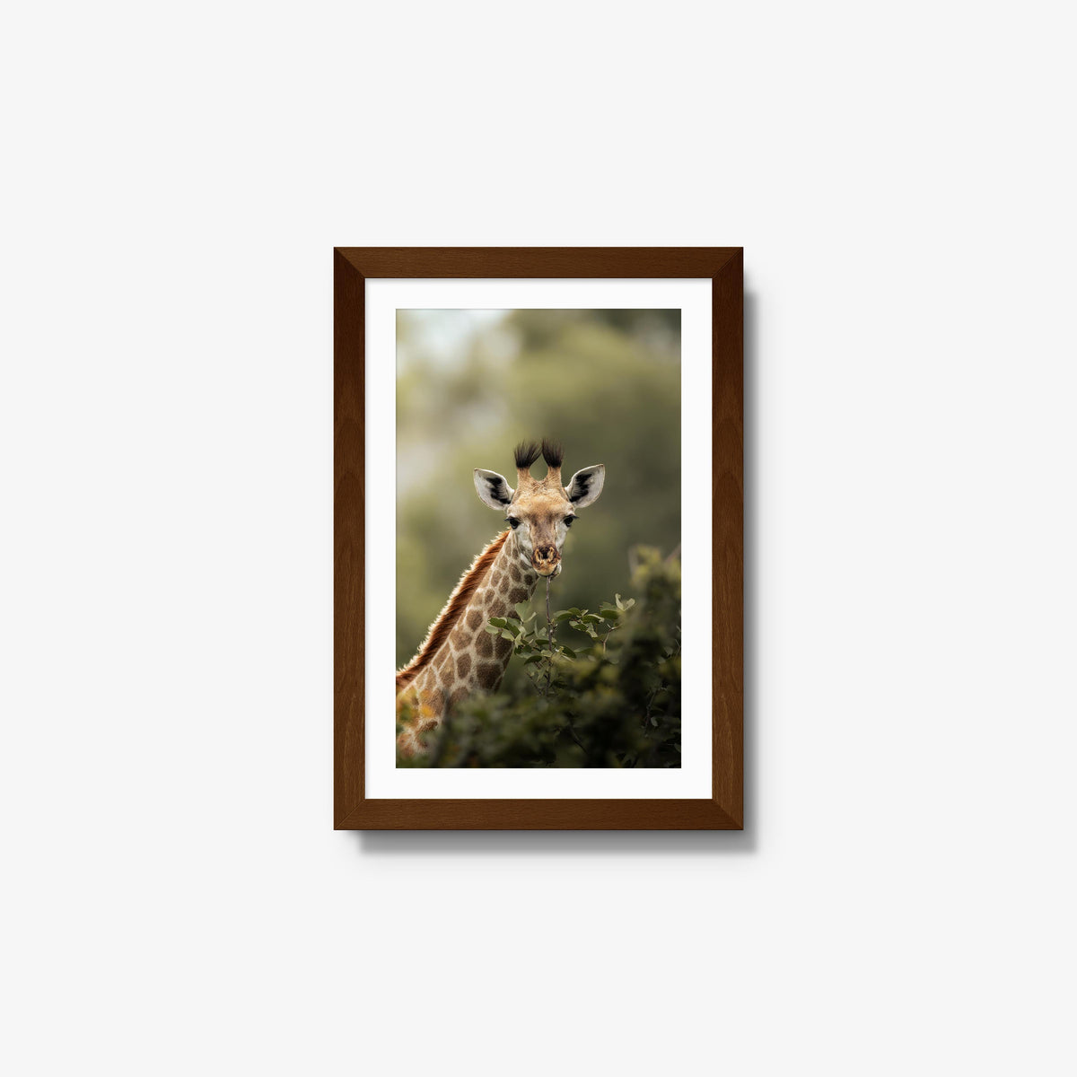 Young Giraffe