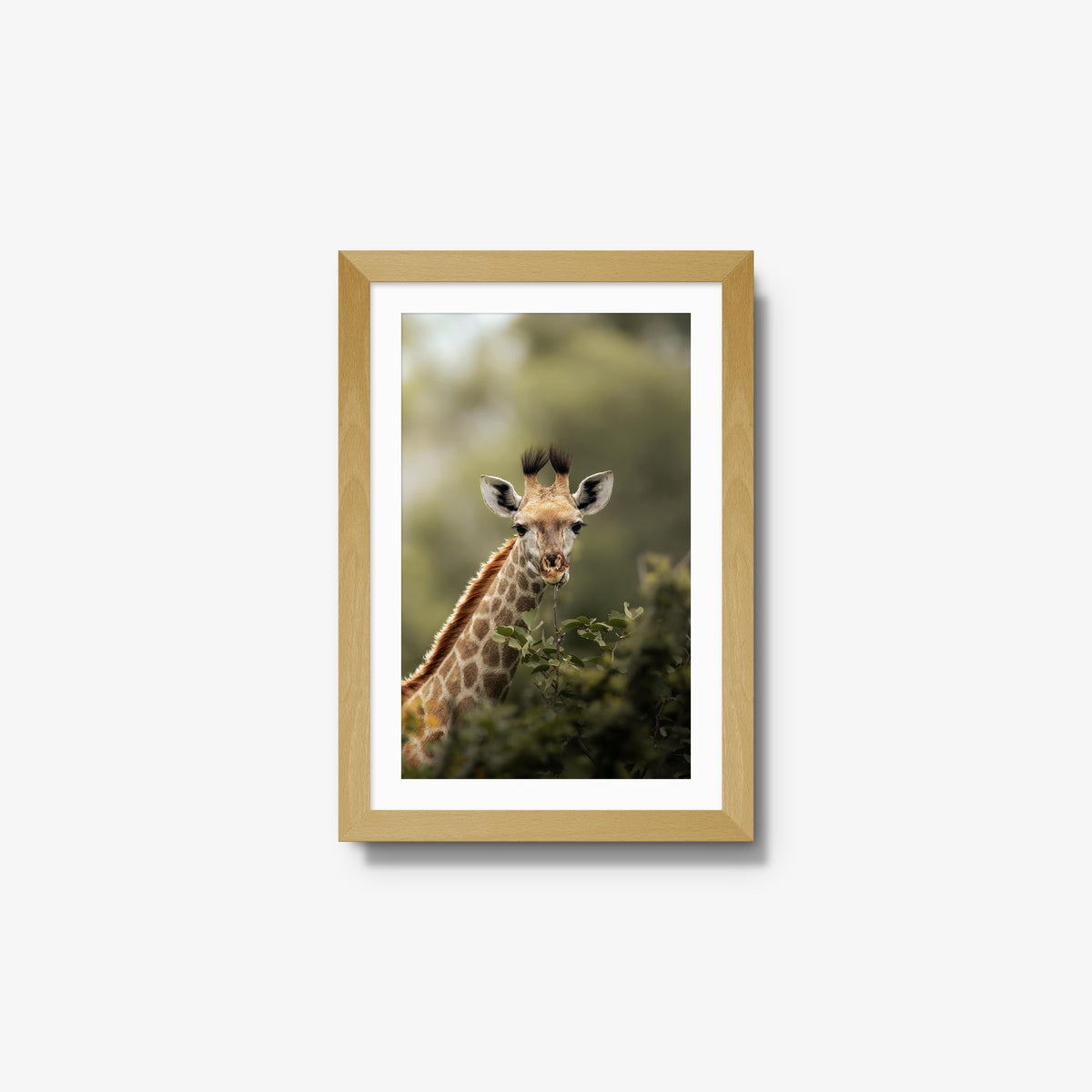 Young Giraffe