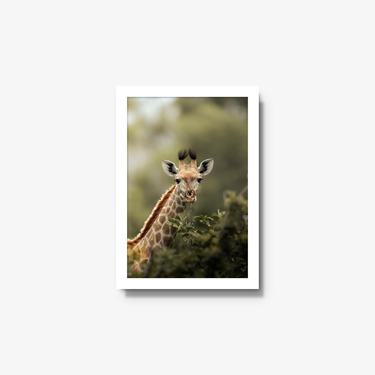 Young Giraffe